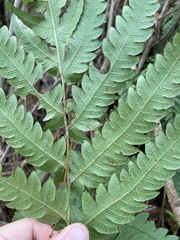 Woodwardia japonica