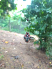 Verrucosa