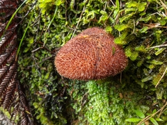 Tricholomopsis scabra