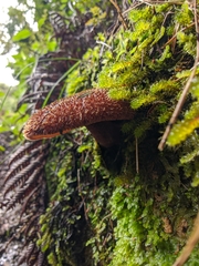 Tricholomopsis scabra