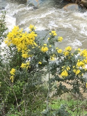 Acacia baileyana