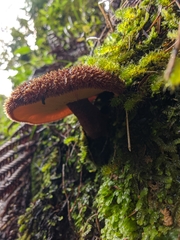 Tricholomopsis scabra