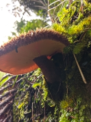 Tricholomopsis scabra