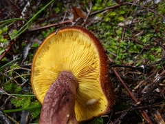 Tricholomopsis scabra