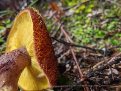 Tricholomopsis scabra