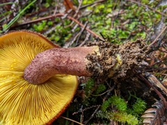 Tricholomopsis scabra