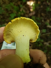 Cantharellus flavolateritius