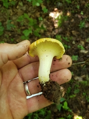 Cantharellus flavolateritius