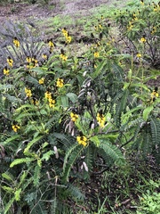 Senna didymobotrya
