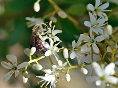 Parasphecodes