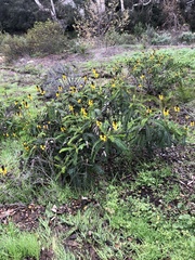 Senna didymobotrya