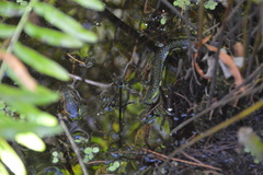 Nerodia fasciata pictiventris