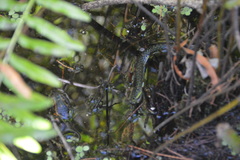 Nerodia fasciata pictiventris