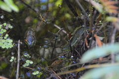 Nerodia fasciata pictiventris