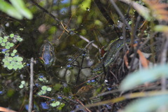 Nerodia fasciata pictiventris