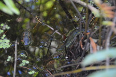 Nerodia fasciata pictiventris