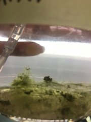 Micrasterias truncata