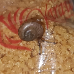 Bradybaena similaris