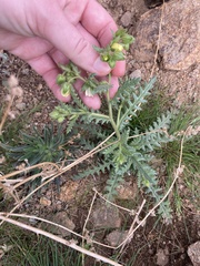 Emmenanthe penduliflora penduliflora