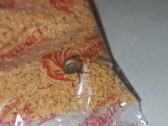 Bradybaena similaris