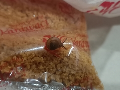 Bradybaena similaris