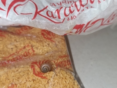 Bradybaena similaris