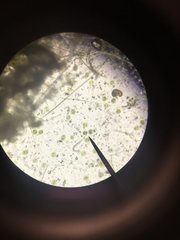 Micrasterias truncata