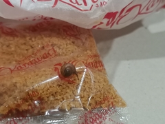 Bradybaena similaris