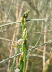 Asphodelus tenuifolius