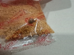 Bradybaena similaris