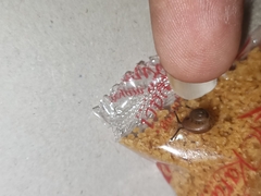 Bradybaena similaris