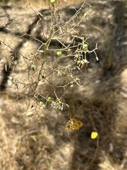 Dianella tarda