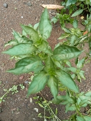 Ocimum × africanum