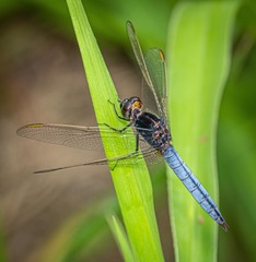 Crocothemis nigrifrons