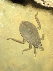 Abedus indentatus
