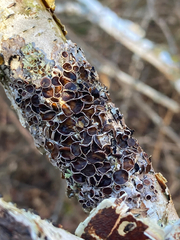 Physcia millegrana