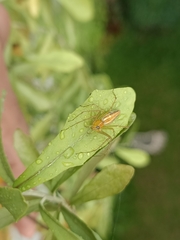 Oxyopes macilentus