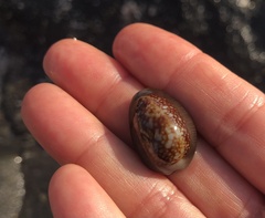 Monetaria caputophidii