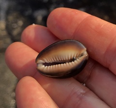 Monetaria caputophidii