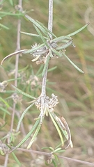 Olearia lineata