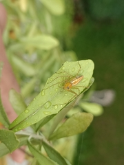 Oxyopes macilentus