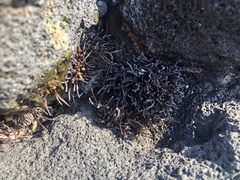 Ahnfeltiopsis concinna