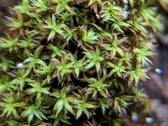 Atrichum selwynii
