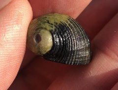 Nerita picea