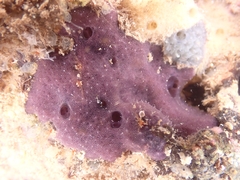 Chelonaplysilla violacea