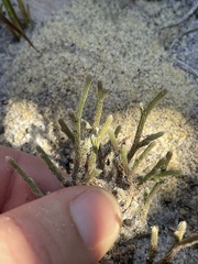 Selaginella arenicola