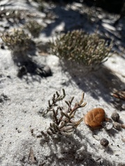 Selaginella arenicola
