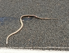 Pseudonaja affinis affinis