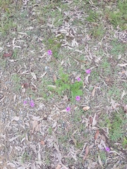 Glandularia aristigera