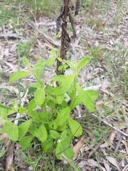 Pterocaulon redolens